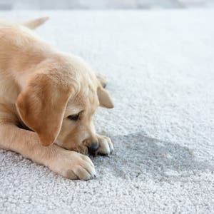 Pet Stains Carpet Cleaning