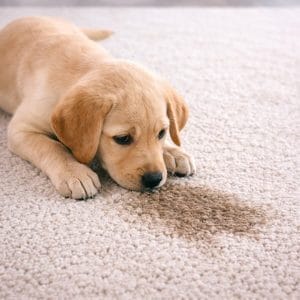 Professional carpet cleaning removing pet urine smell using hot water extraction wand