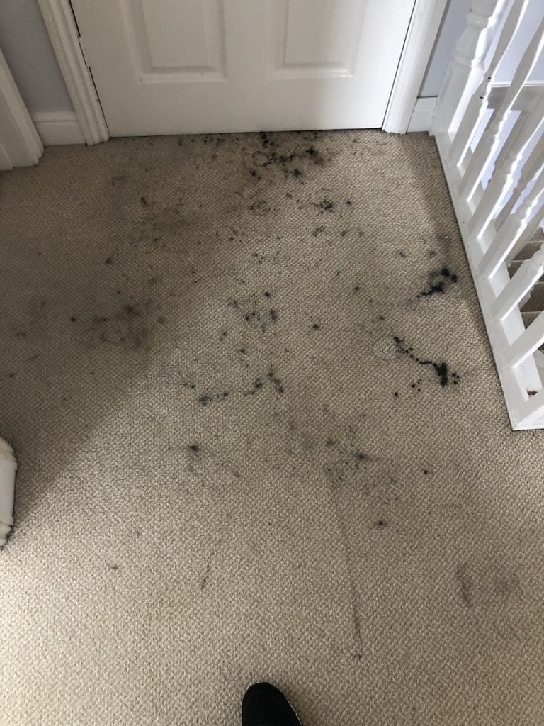before picture of printer ink on a kettering area carpet